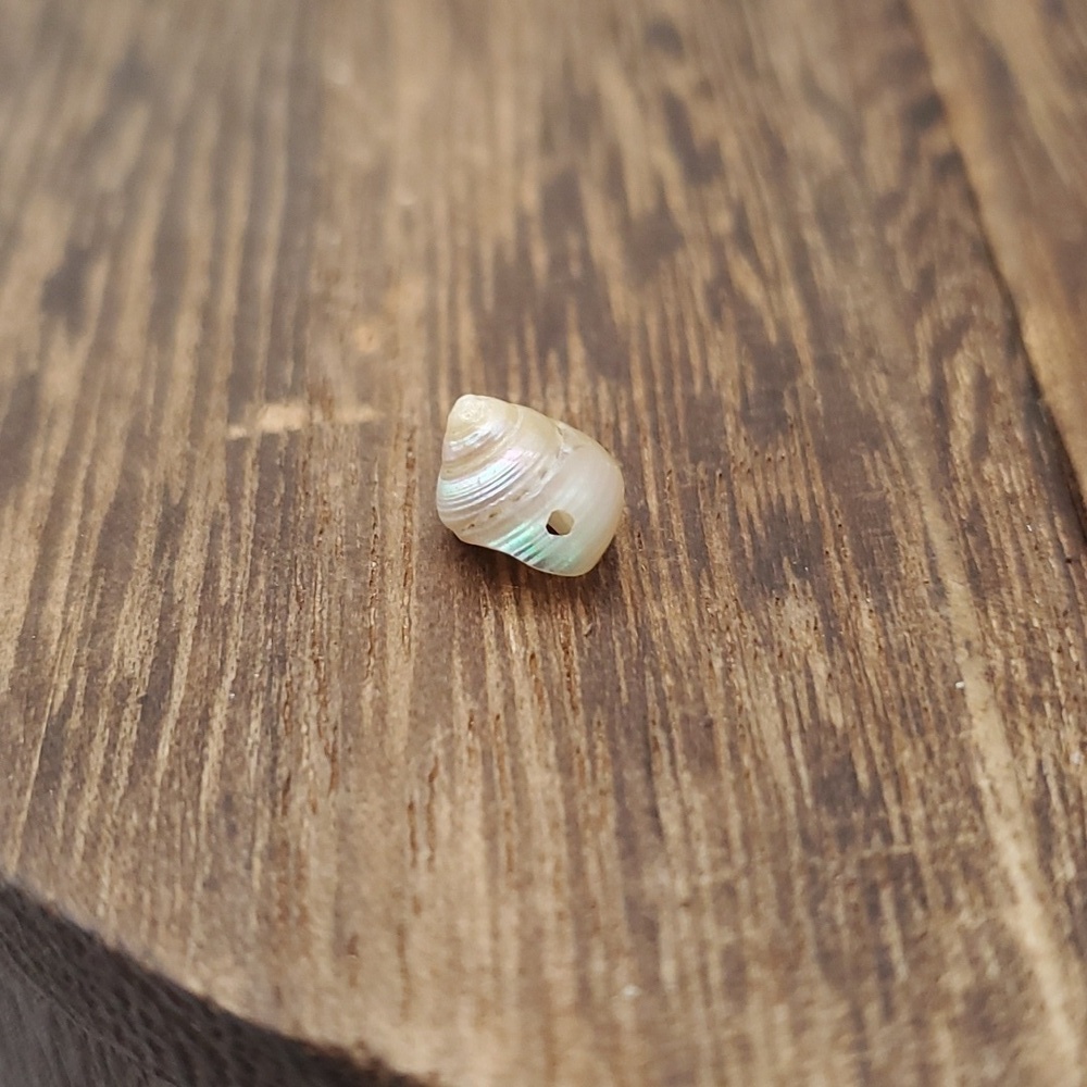 Mother of pearl delicate shell charm bead